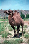 Bactrian camel