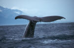 Kaikoura whale tail