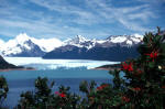 Firebush and Perito Moreno